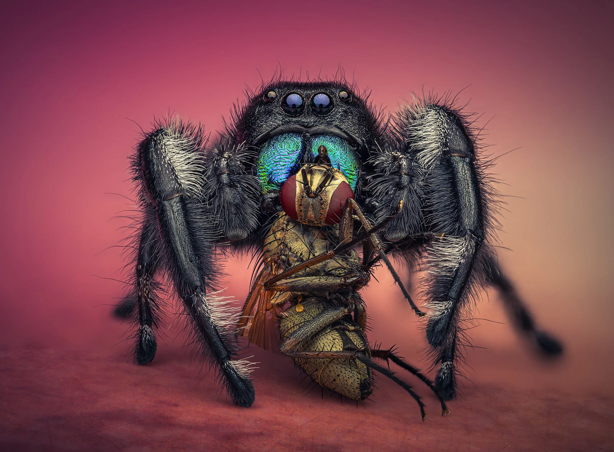 Close-up of a large black jumping spider with iridescent blue-green eyes catching a yellowish insect with reddish eyes against a pink background.
