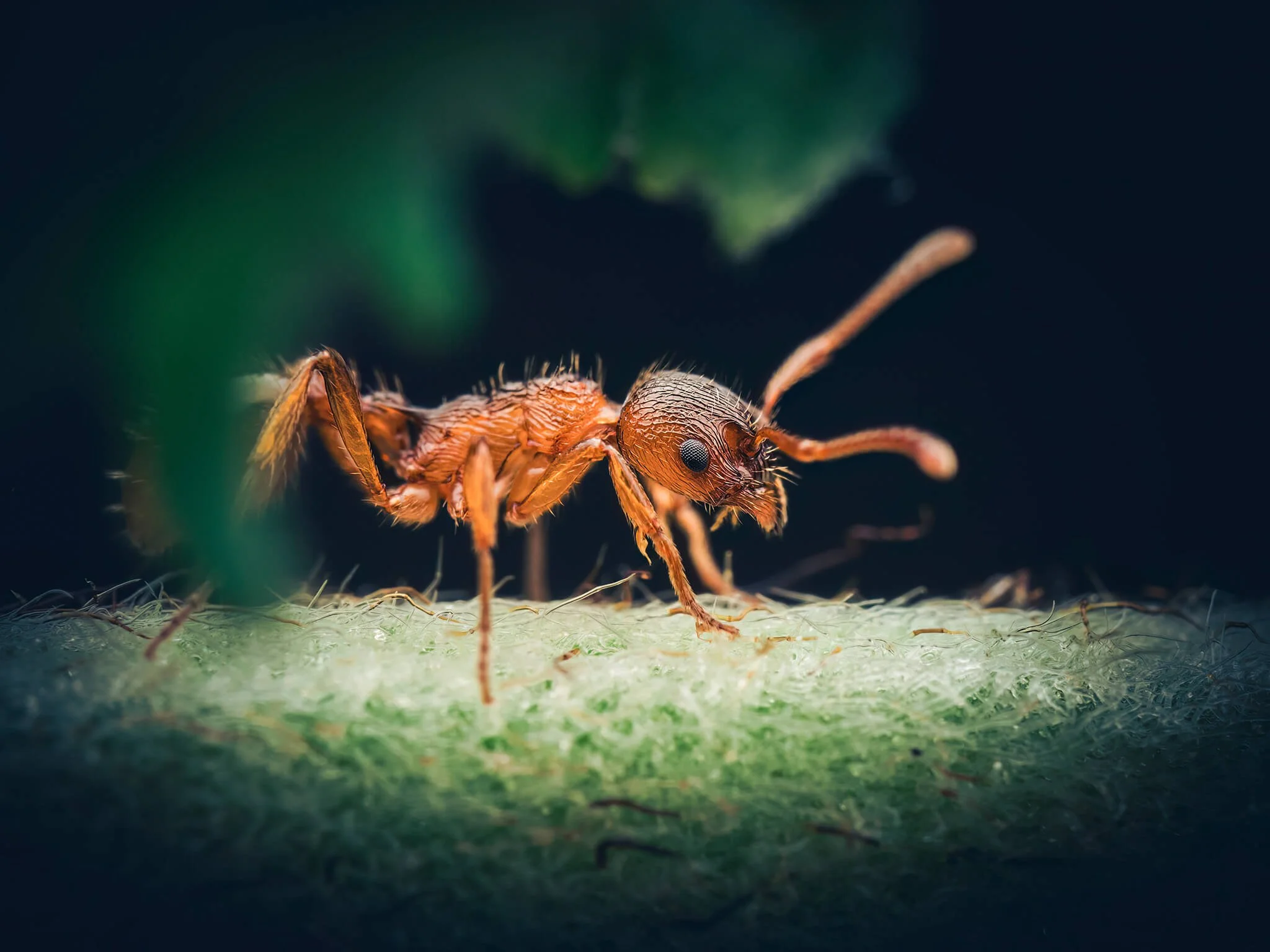 Close-up of a red ant walking on a green surface with blurred greenery in the background.