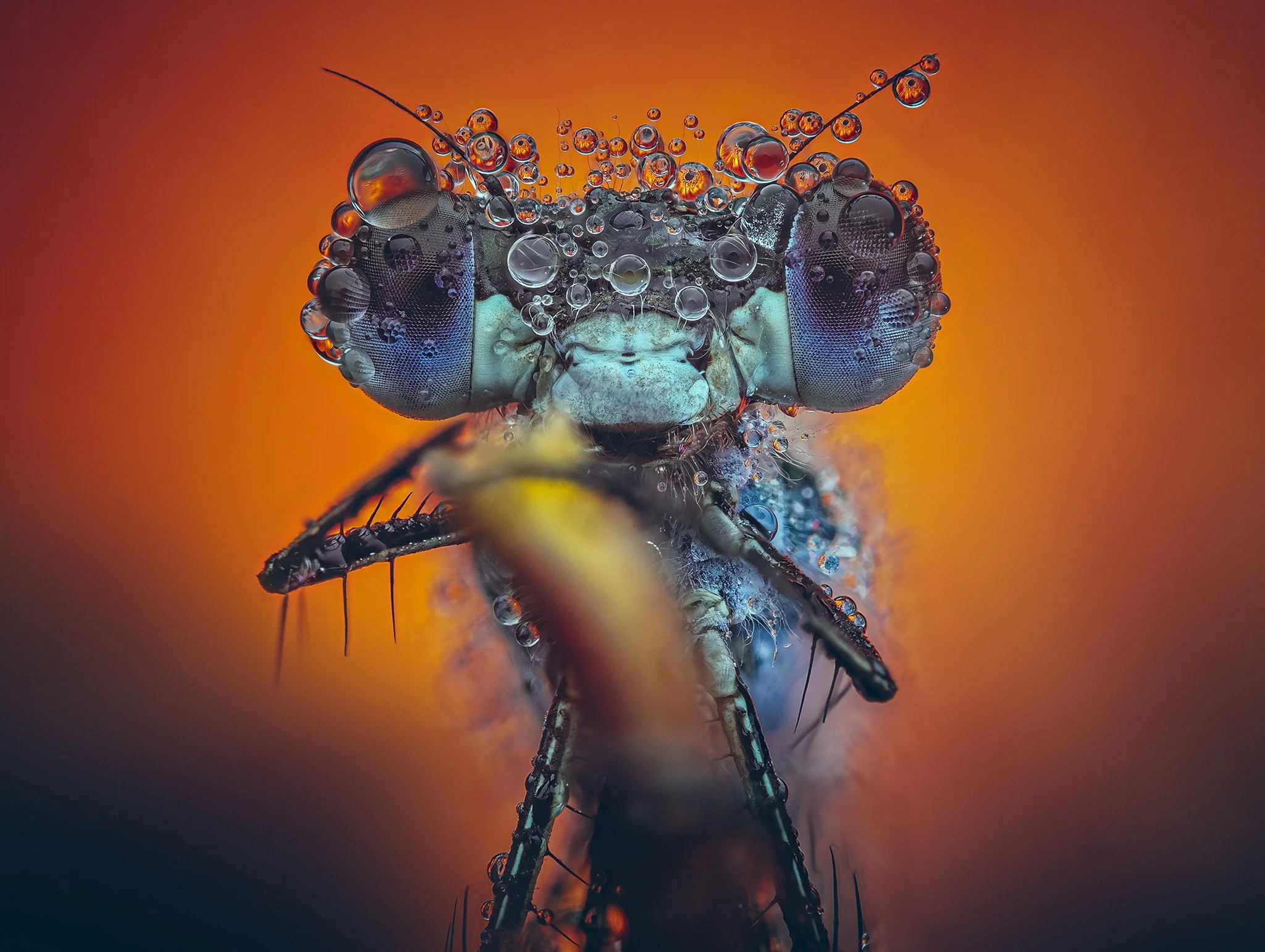 Macro close-up of a dragonfly's face and head covered in water droplets, with a vivid orange background.