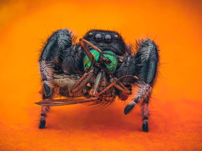 Close-up of a jumping spider with a green body and black legs holding a small spider with an insect in its mouth on an orange background.
