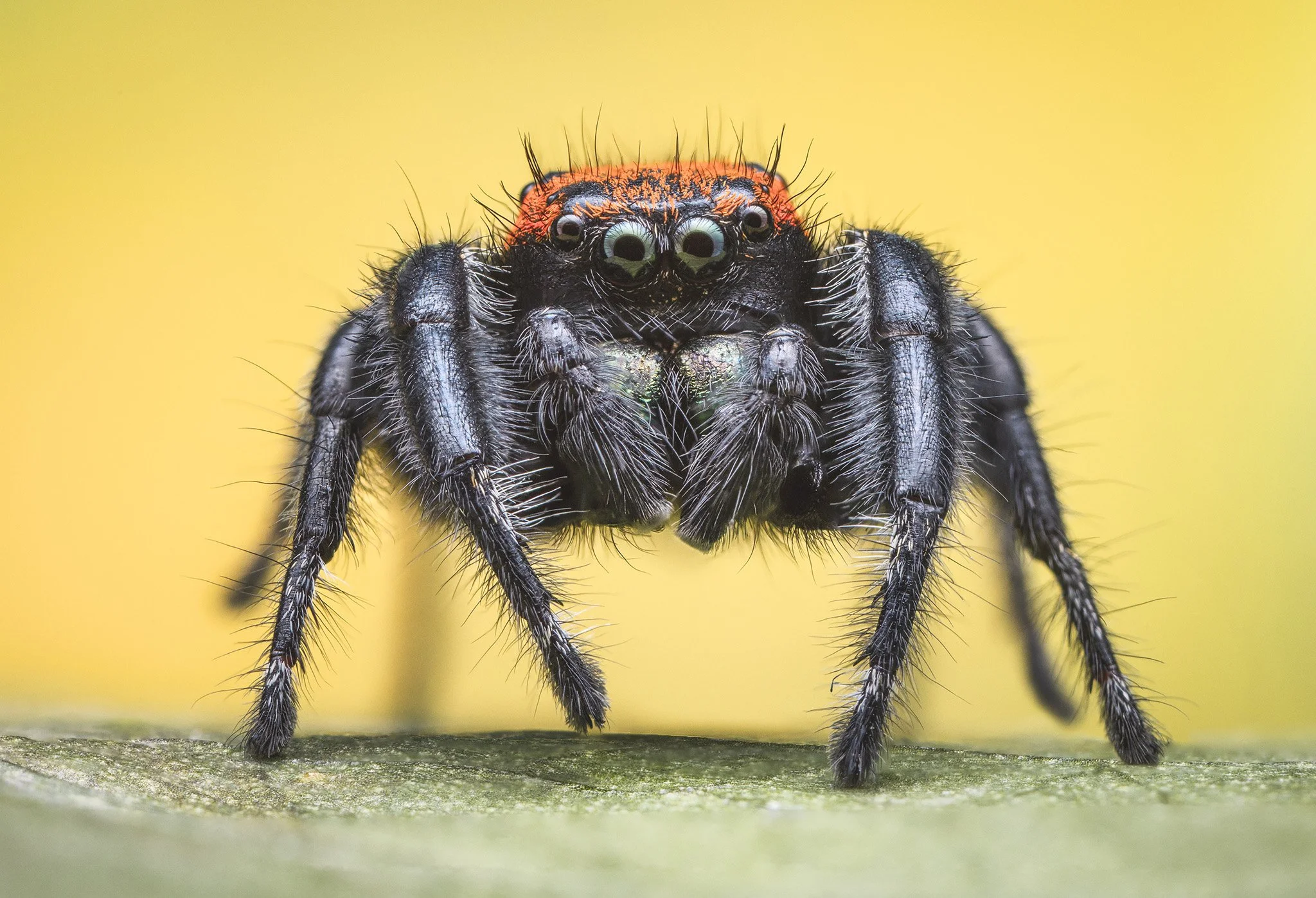 Close-up of a jumping spider on a green surface with a yellow background.
