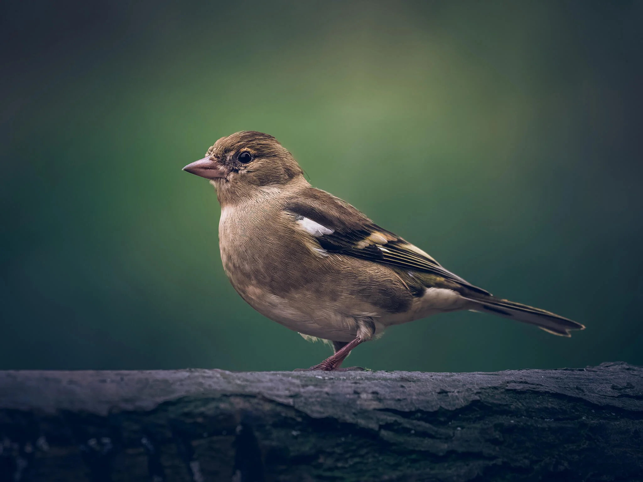 Close-up of a small bird with brown, black, and white feathers, standing on a surface with a blurred green background.