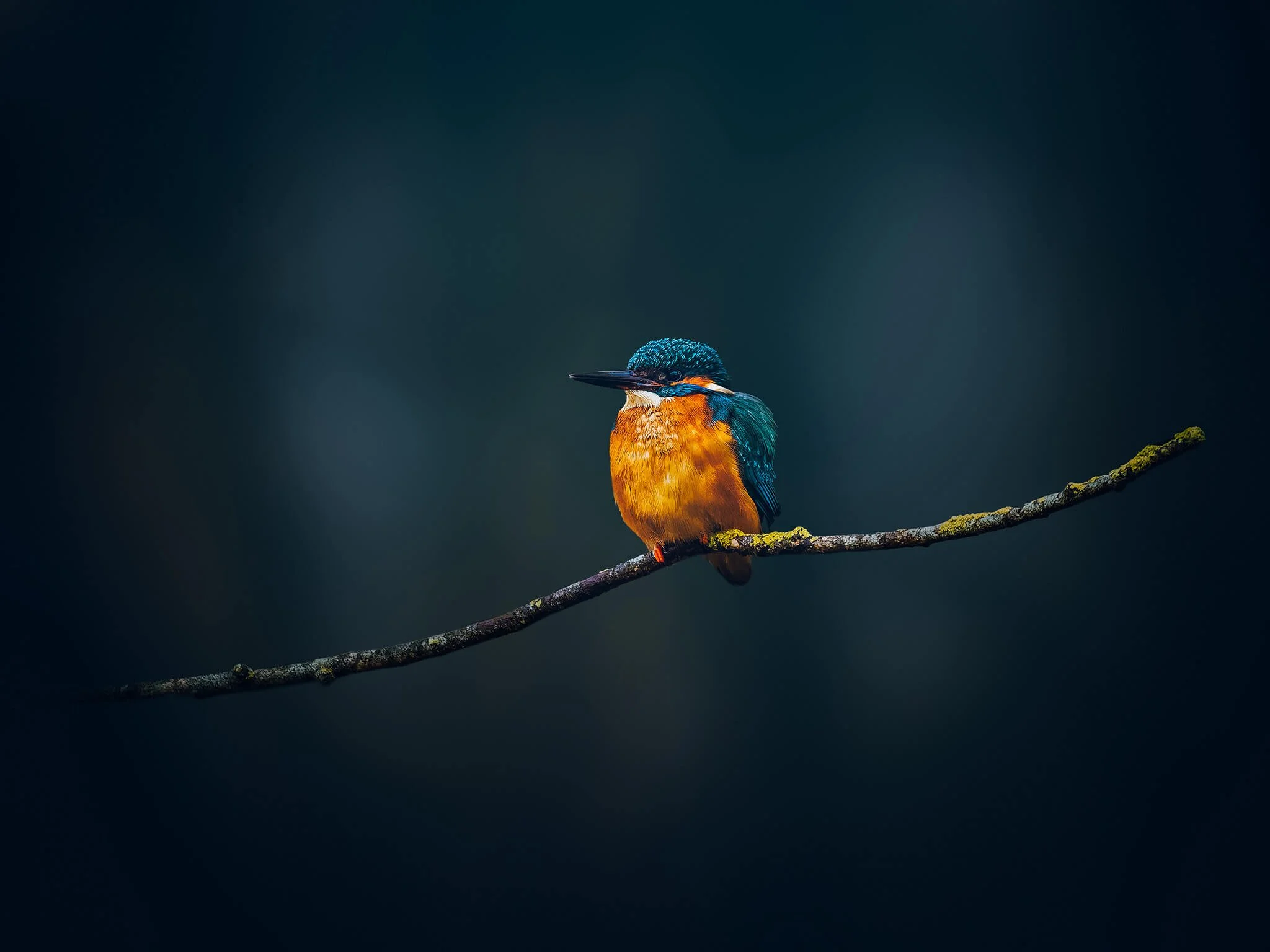 A colorful kingfisher bird perched on a thin branch against a dark, blurred background.