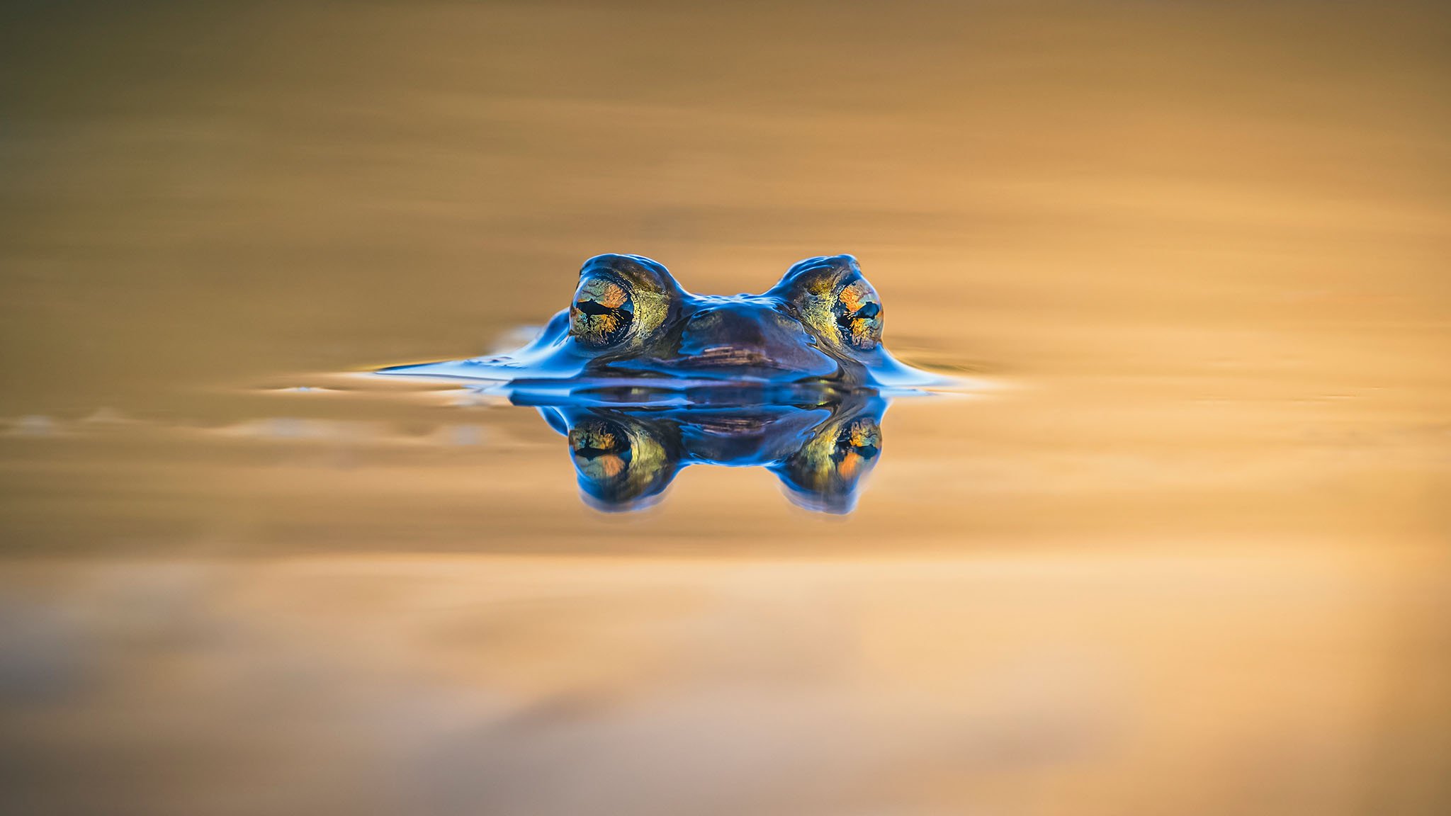 A close-up of a crocodile or alligator's head peeking above water, with its reflection visible, during sunset or sunrise.