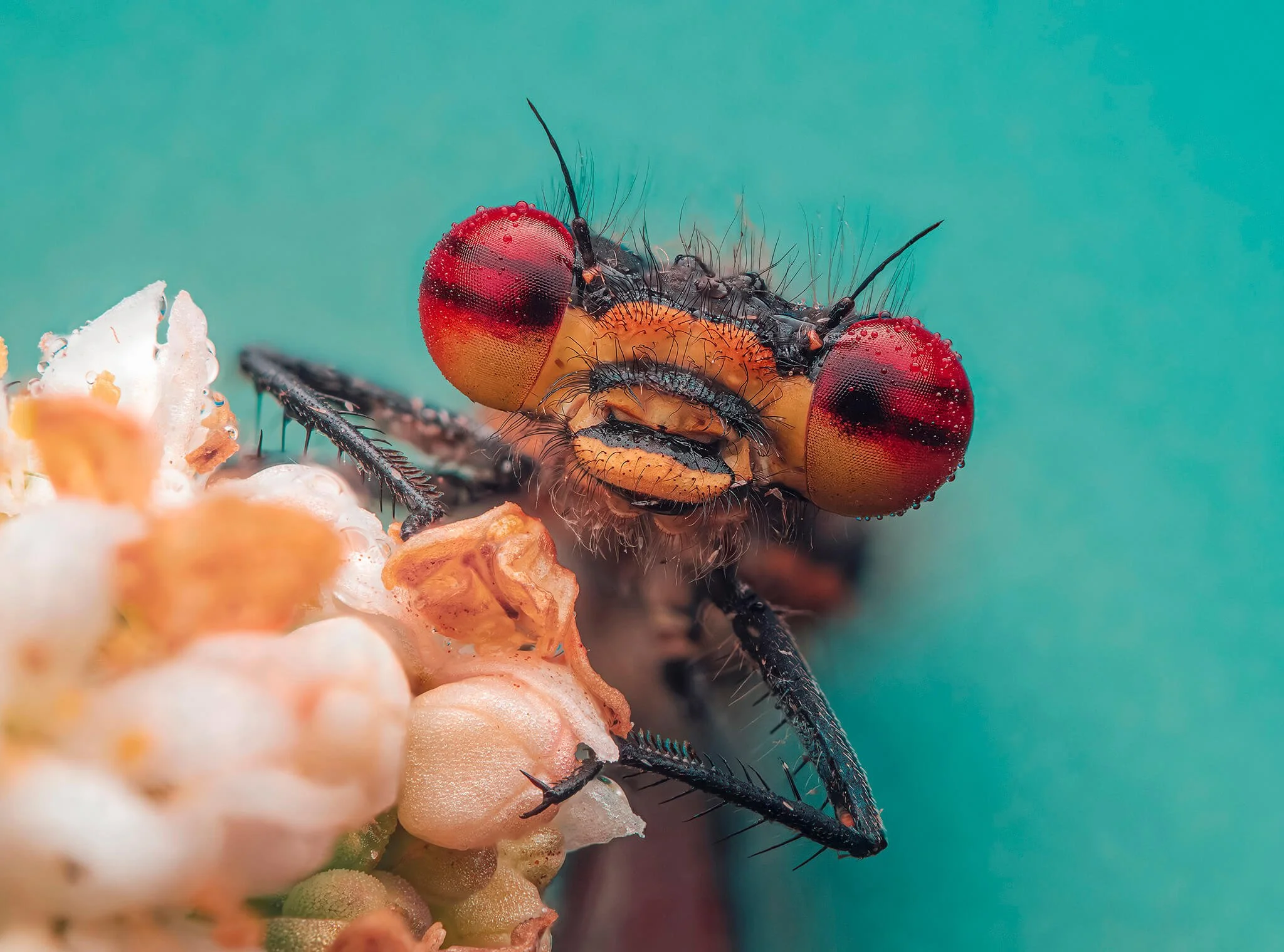 Close-up of a fly with red eyes and black body resting on a surface with pink and orange tones against a teal background.