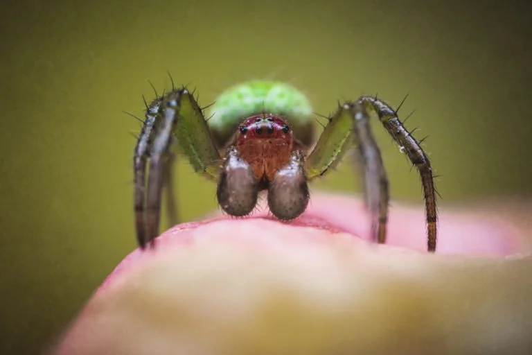 Close-up of a small jumping spider with a green abdomen, brown eyes, and black legs sitting on a pink surface.