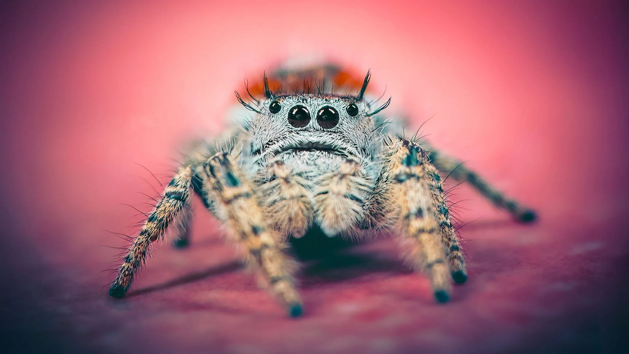 Close-up of a spider with large black eyes and hairy body, on a pink background.