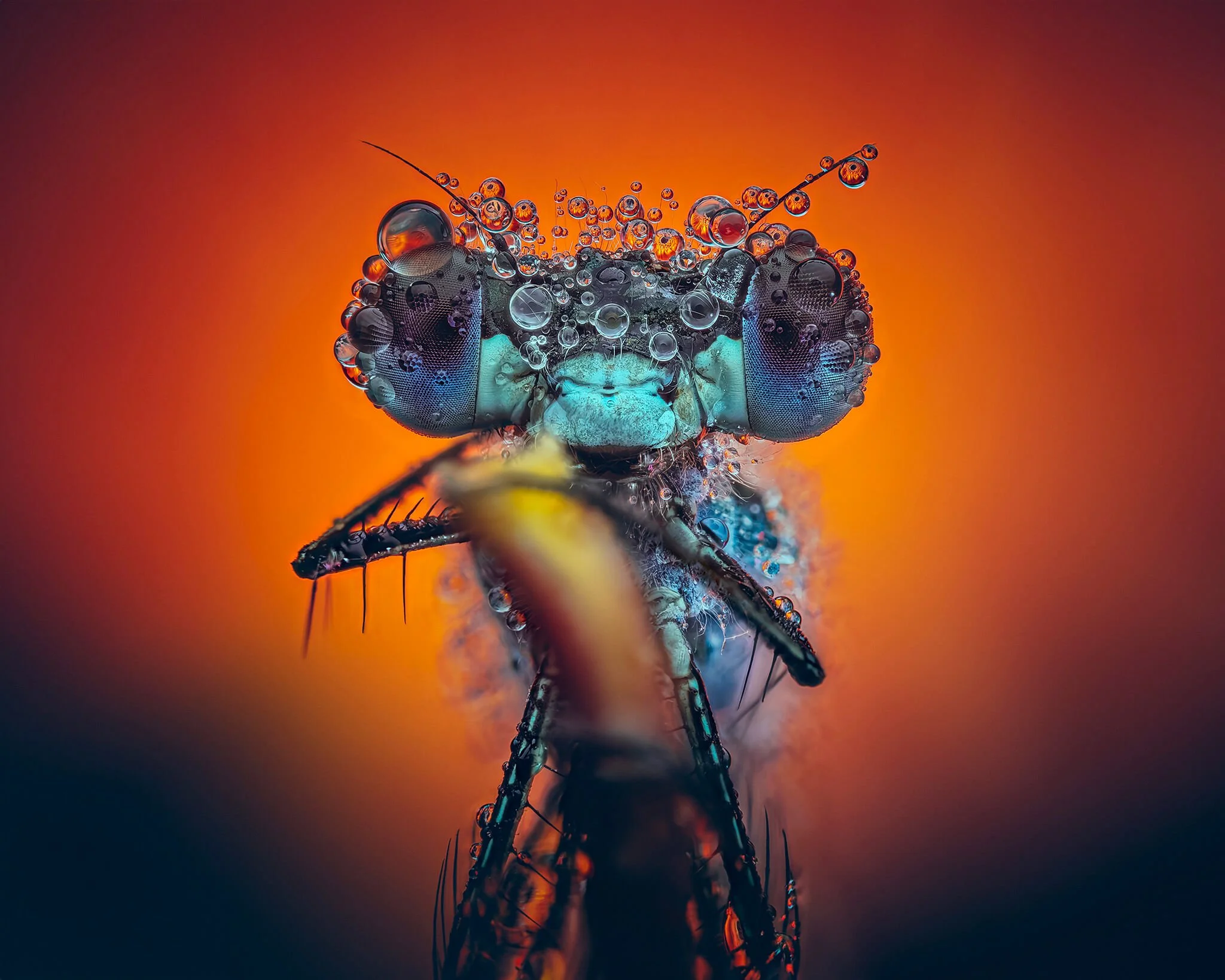 Close-up of a dragonfly with water droplets on its body and transparent wings, set against an orange background.