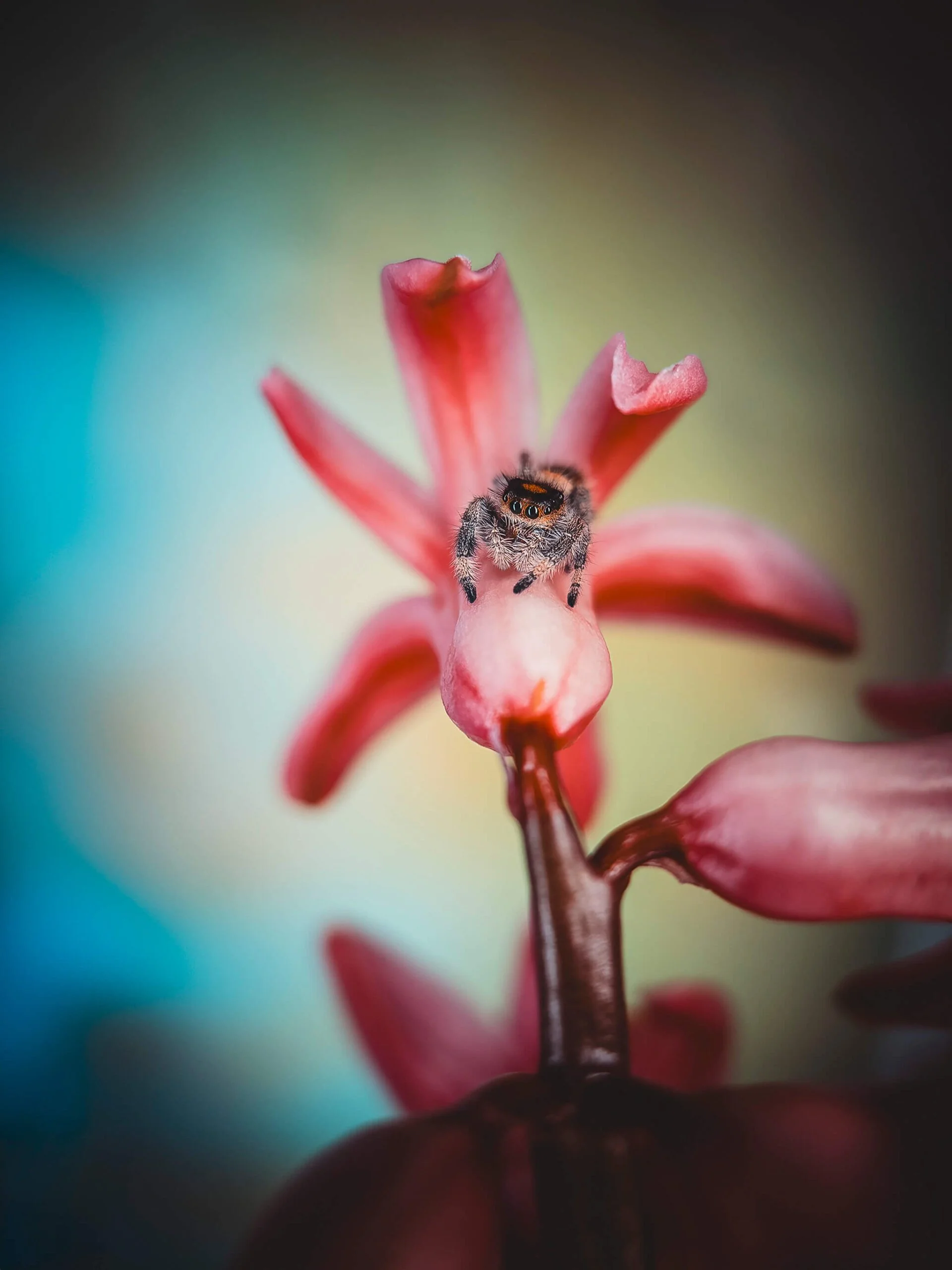 Close-up of a pink flower with a small jumping spider on its petals. The background is blurred with gradient colors.
