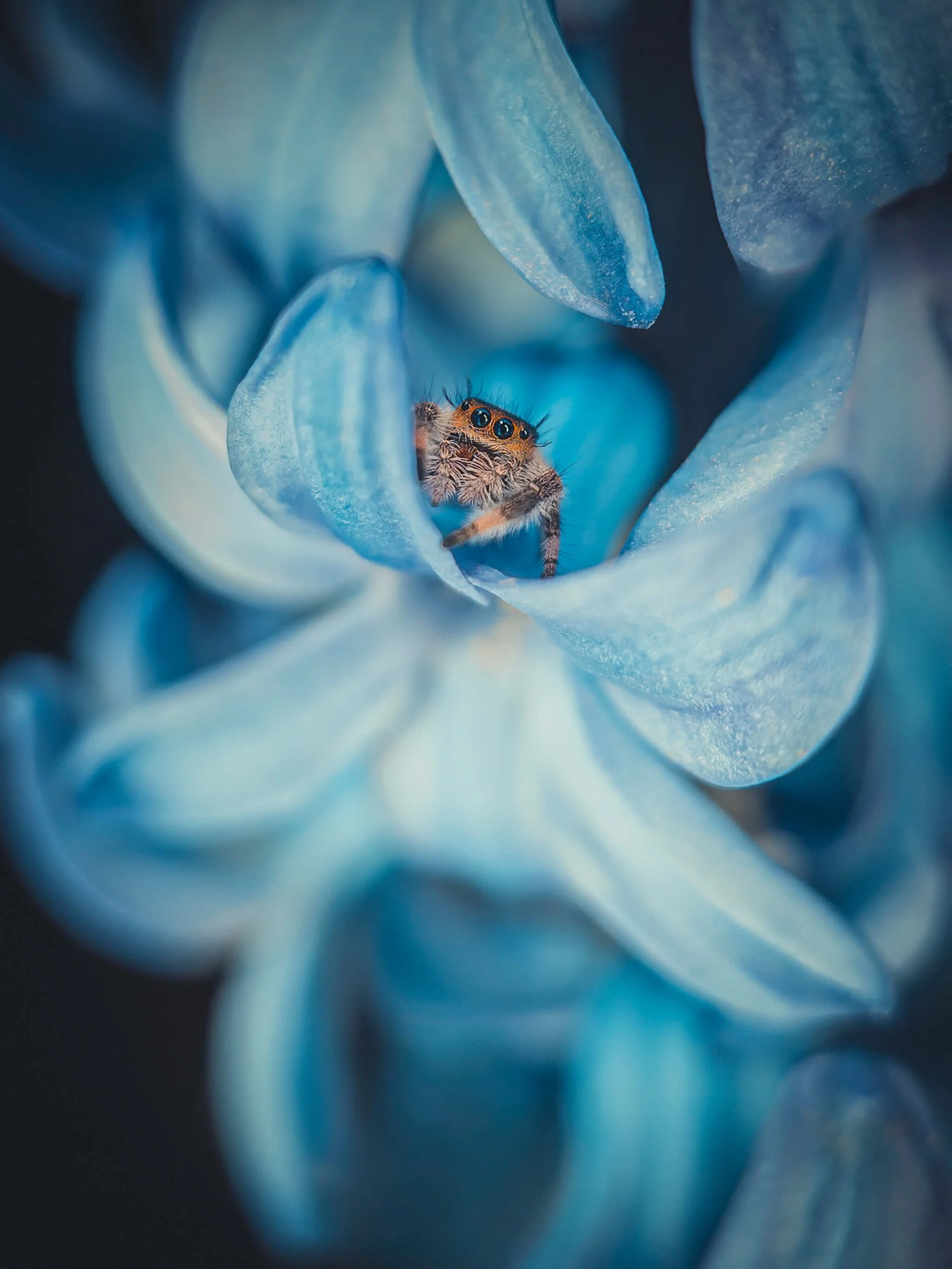 Close-up of a blue flower with a small spider inside one of its petals.