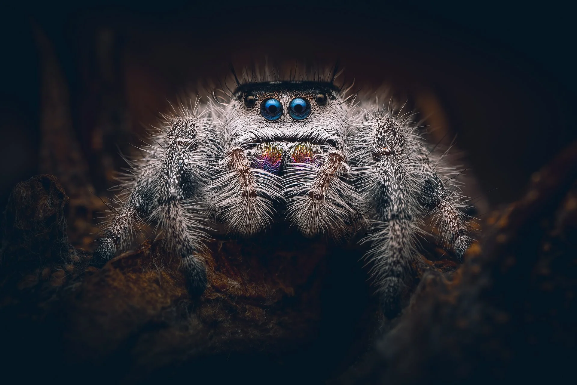 Close-up of a tiny, hairy jumping spider with blue eyes, crawling on a dark, textured surface.