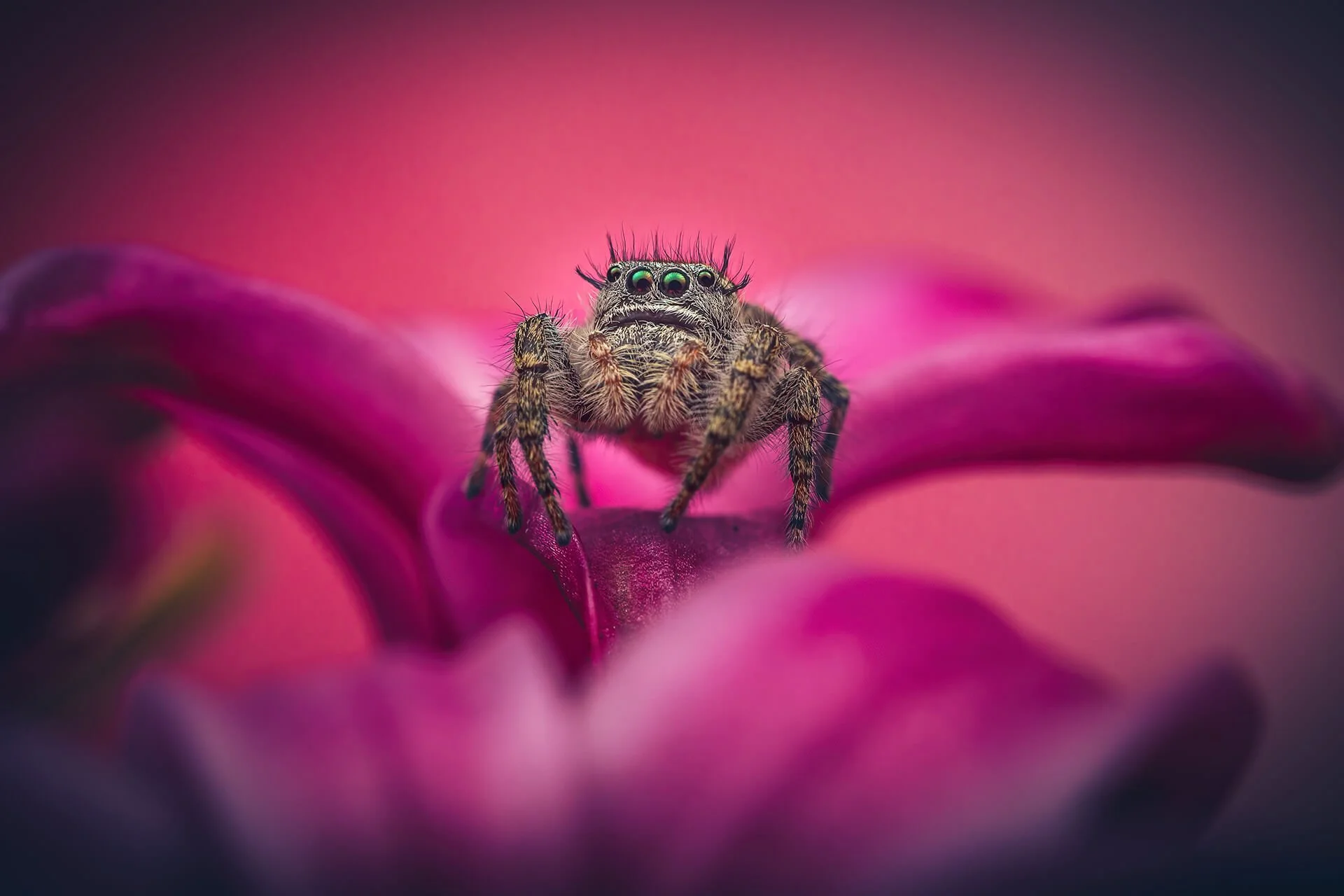Close-up of a jumping spider with large eyes on a pink flower