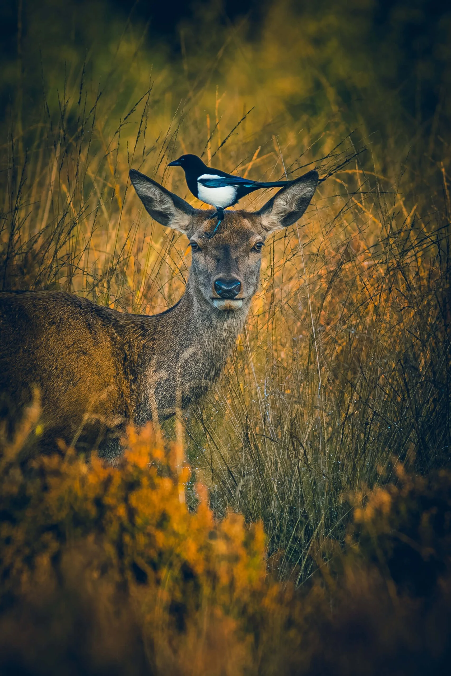 A magpie bird standing on the head of a deer, with tall grass and autumn foliage in the background.