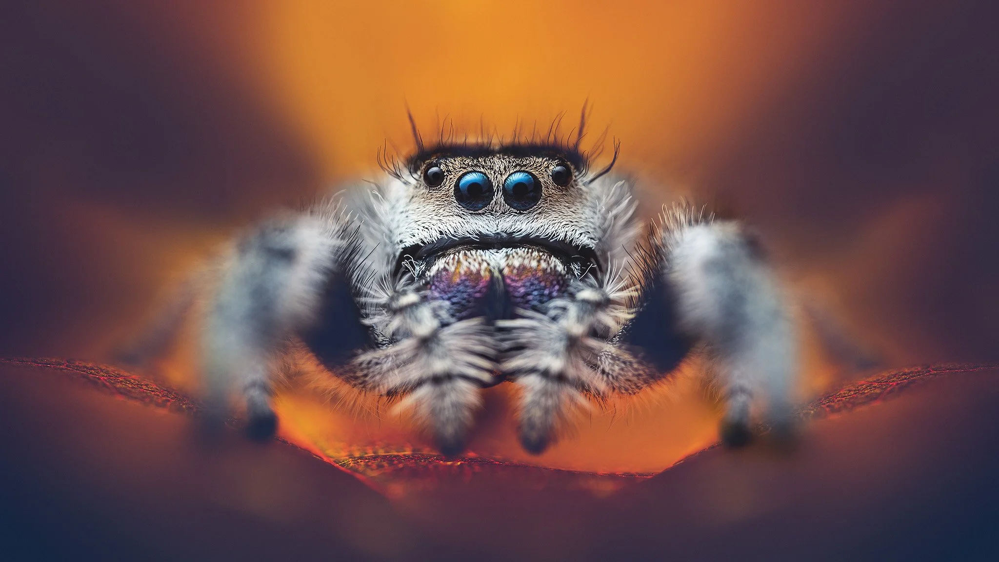 Close-up of a jumping spider with large blue eyes, facing the camera, on a vibrant orange background.