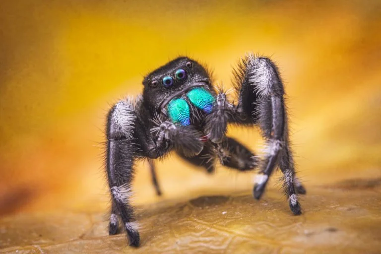 Close-up of a colorful jumping spider with blue, green, and purple markings on its body and multiple eyes, standing on a surface with a yellow background.