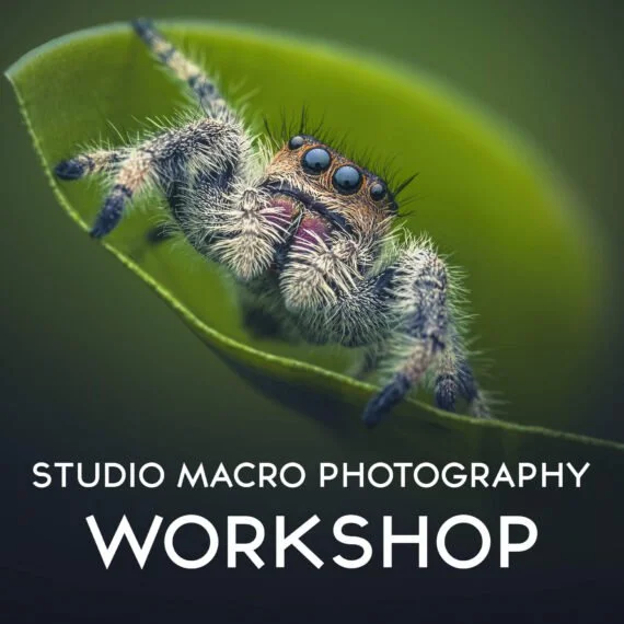 Close-up of a jumping spider on a green plant leaf, with text overlay reading 'Studio Macro Photography Workshop'.
