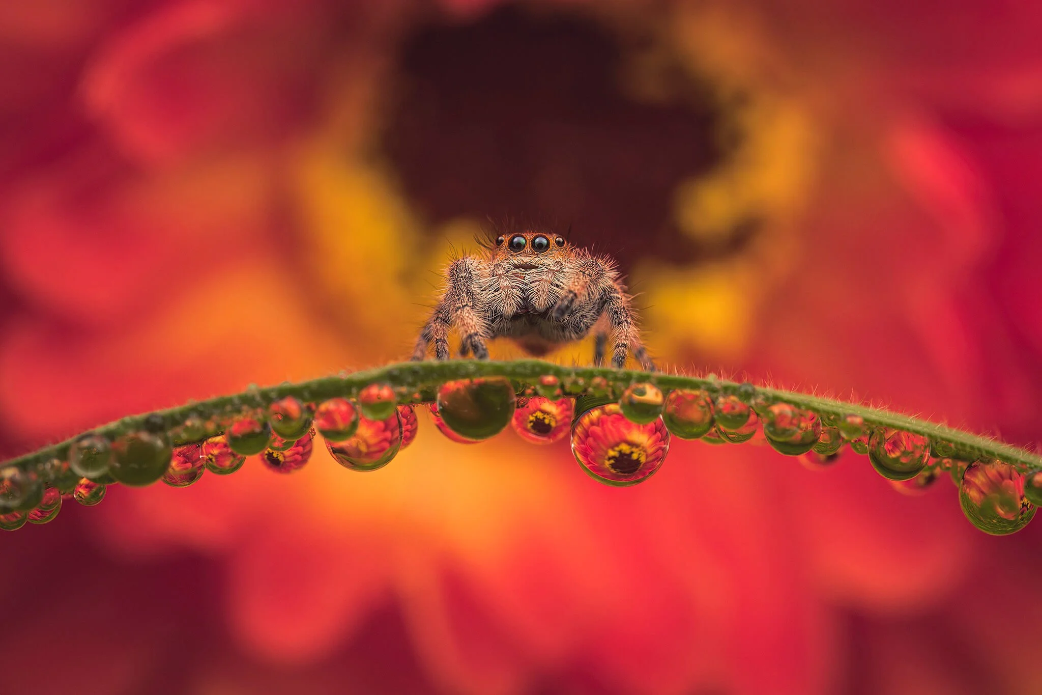 Close-up of a jumping spider on a green stem with red and yellow background. Water droplets on the stem reflect the surrounding colors.
