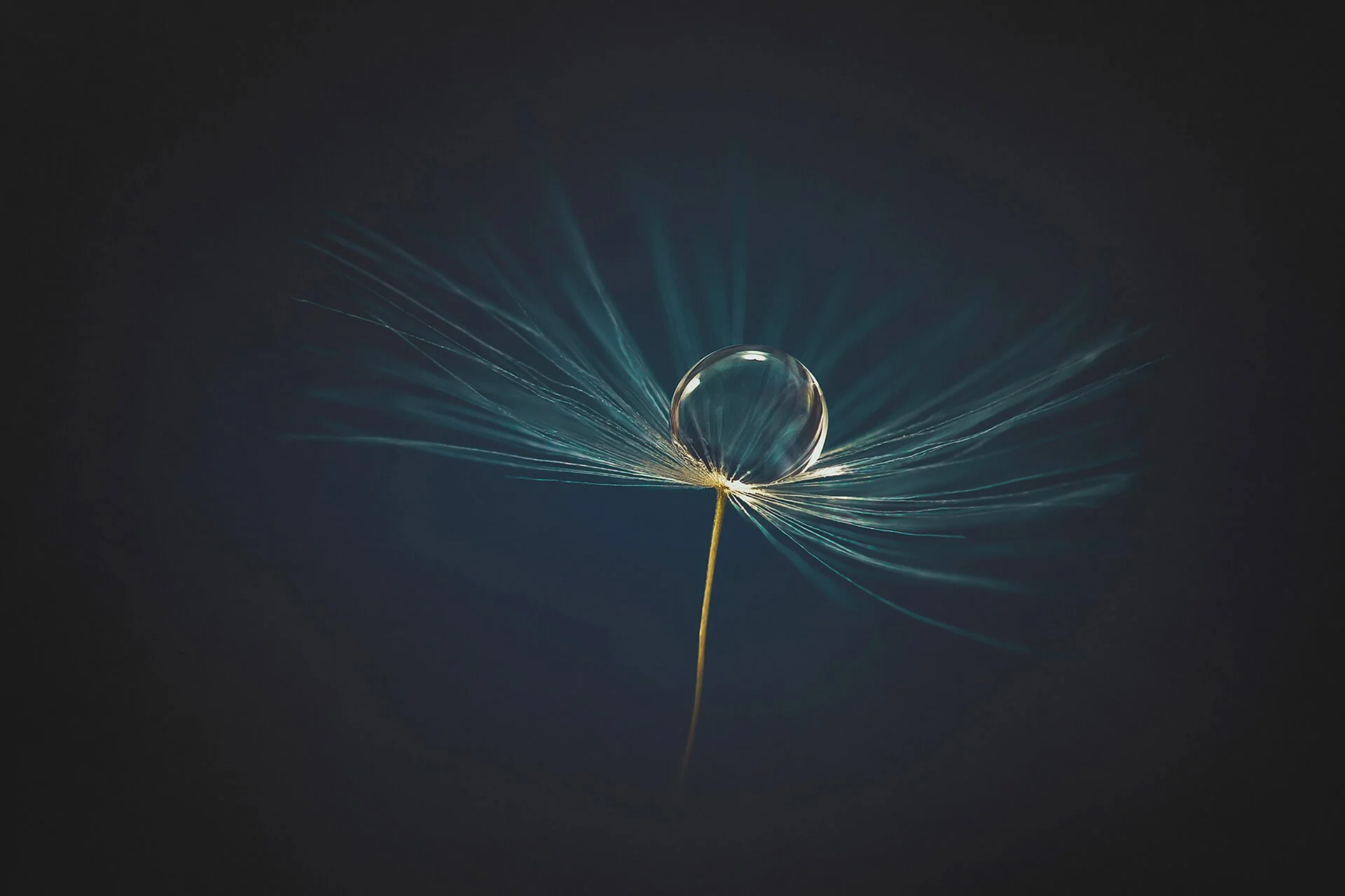 Close-up of a single dandelion seed with a transparent water droplet resting on it, against a dark background.