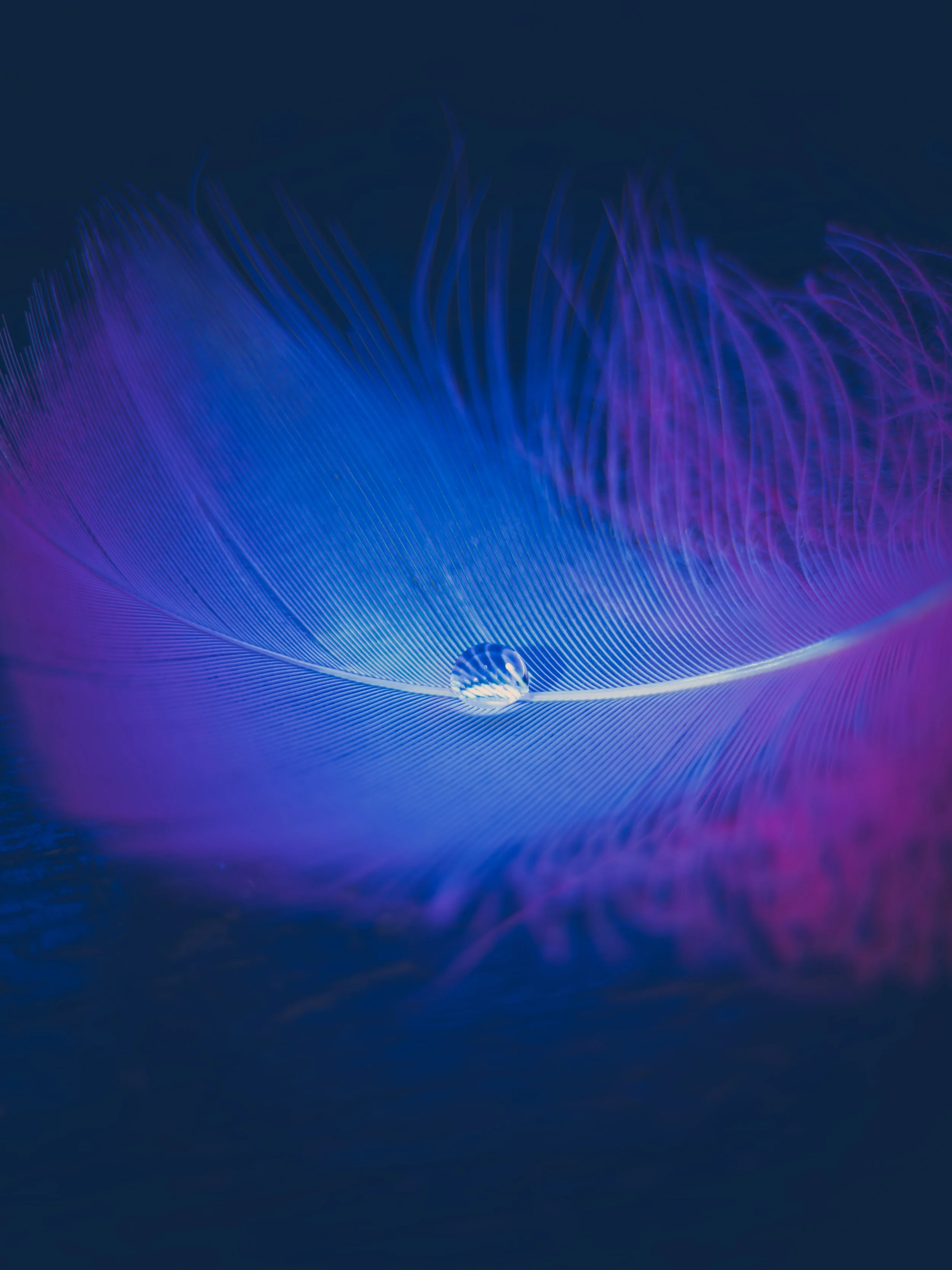 A close-up of a vibrant, iridescent peacock feather with a water droplet at the tip, highlighting the feather's fine details and glowing colors of blue, purple, and violet.