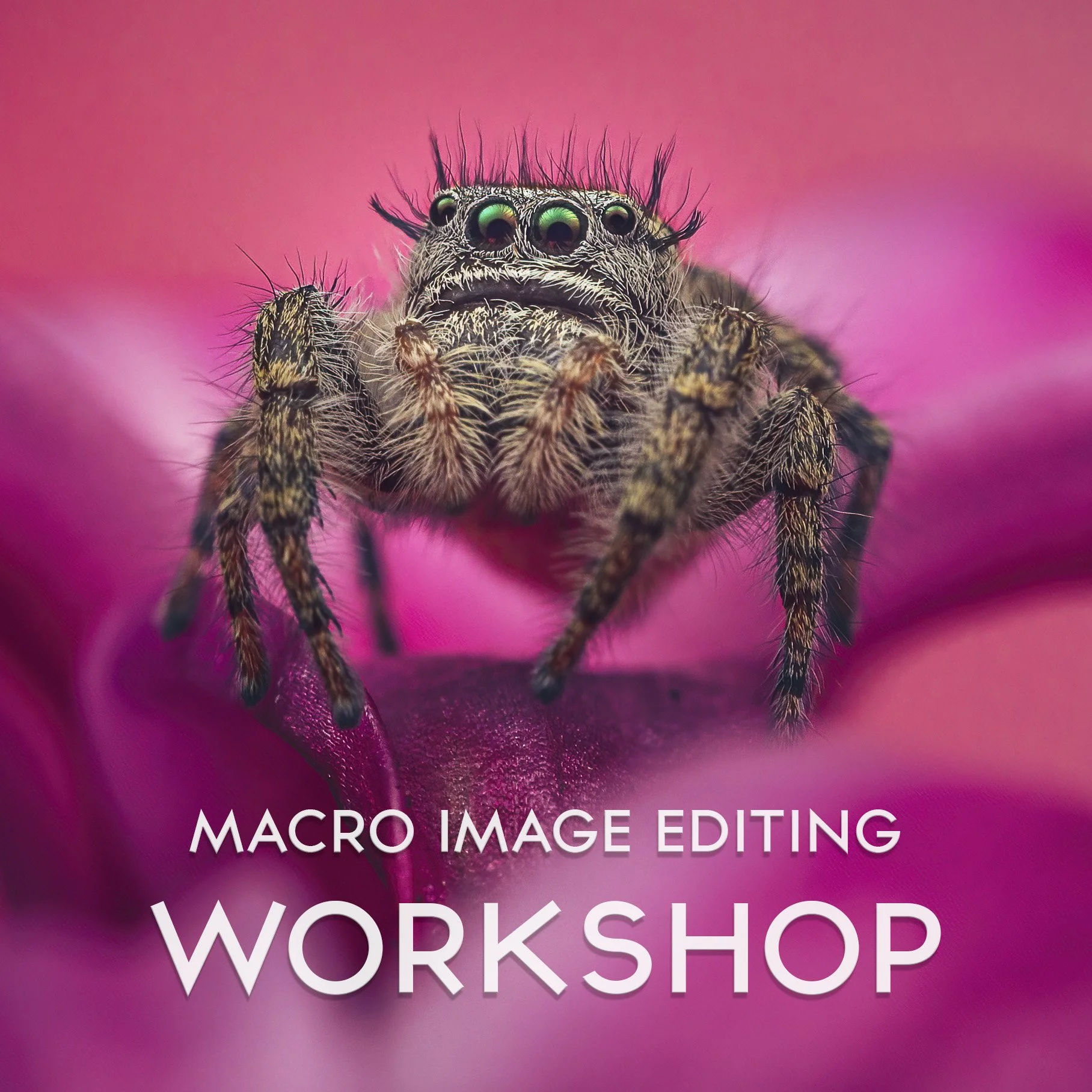 Close-up of a jumping spider with multiple eyes on a pink flower background, advertising a macro image editing workshop.
