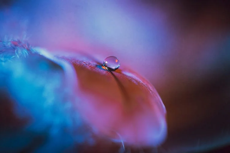 Close-up of a water droplet resting on a colorful feather with vibrant pink, blue, and purple hues.