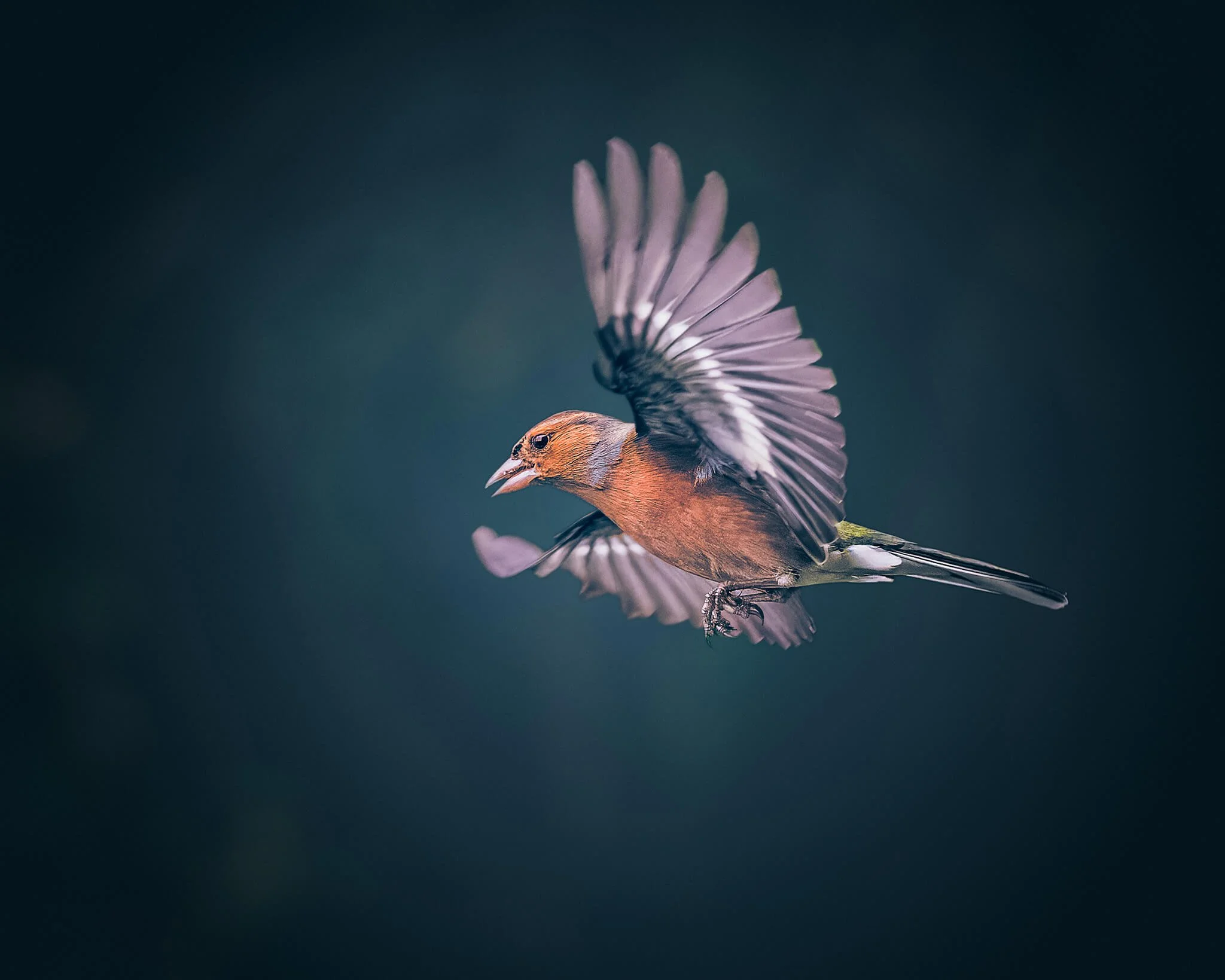 A bird in mid-flight with its wings spread, dark background.