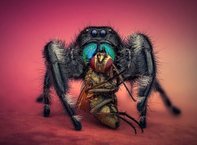 Close-up of a jumping spider capturing a prey insect with a colorful background.