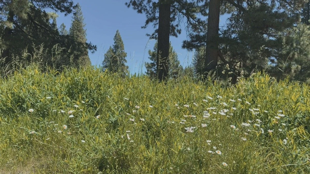 Daisies Background.jpg