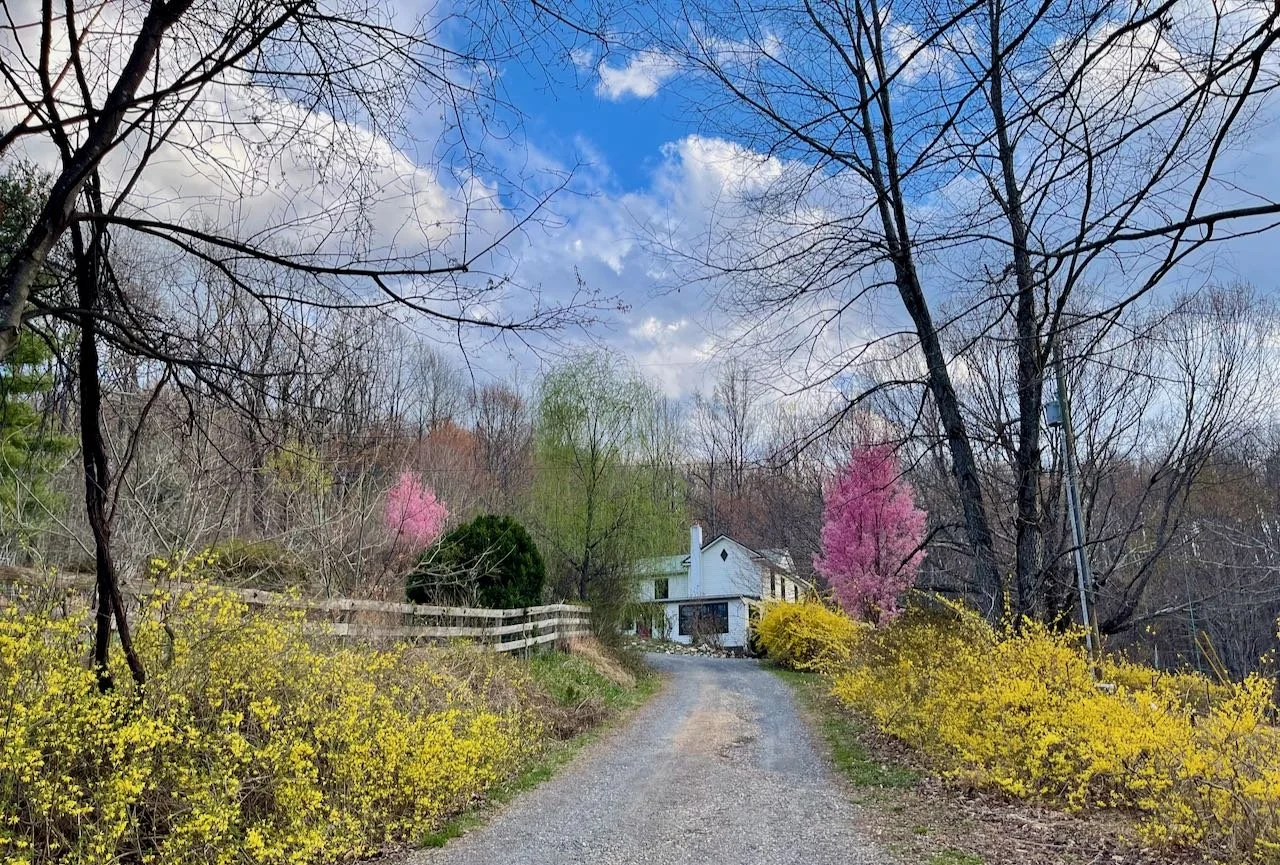 A gravel driveway leads to a white house on a hill, surrounded by leafless trees, blooming pink and yellow flowers, and partly cloudy sky