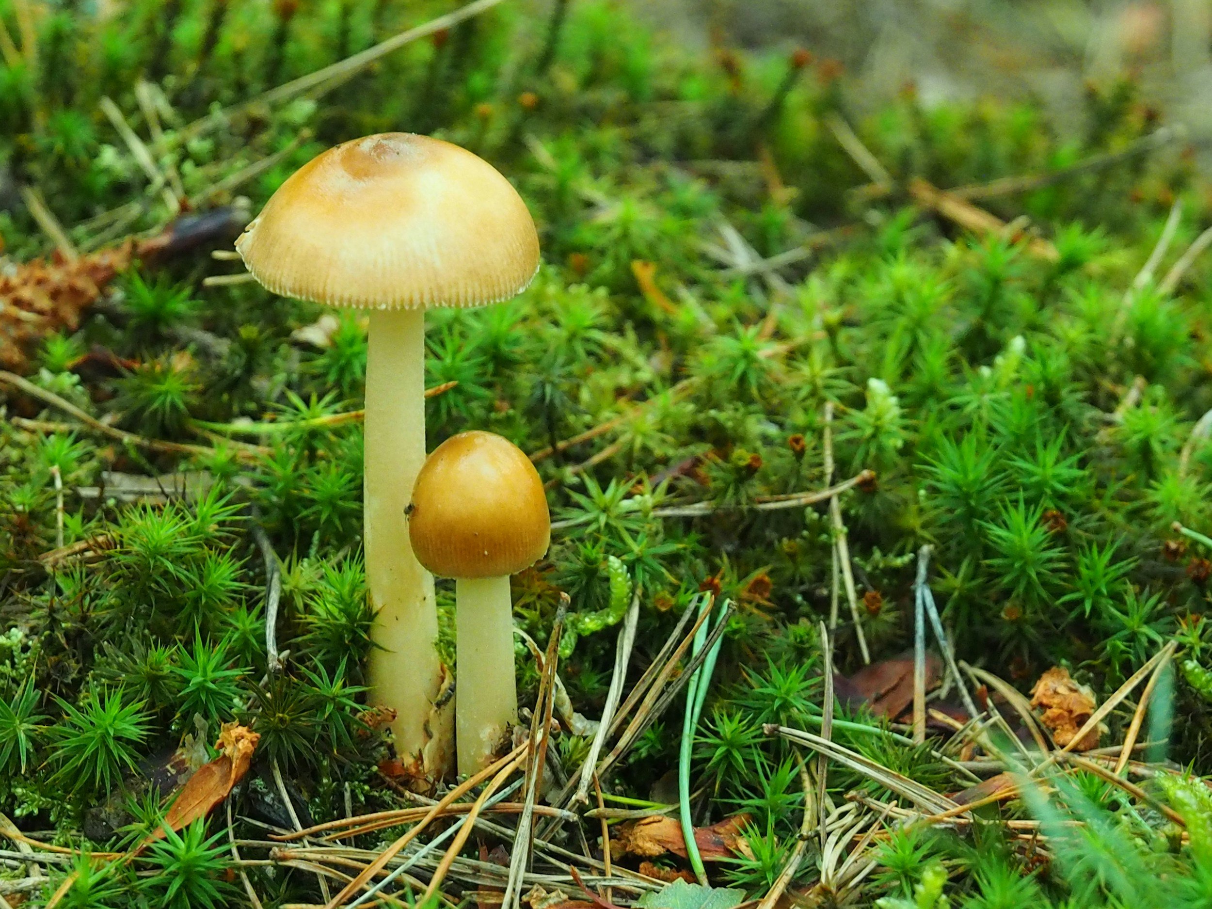 Two small wild mushrooms growing amidst green moss and pine needles.