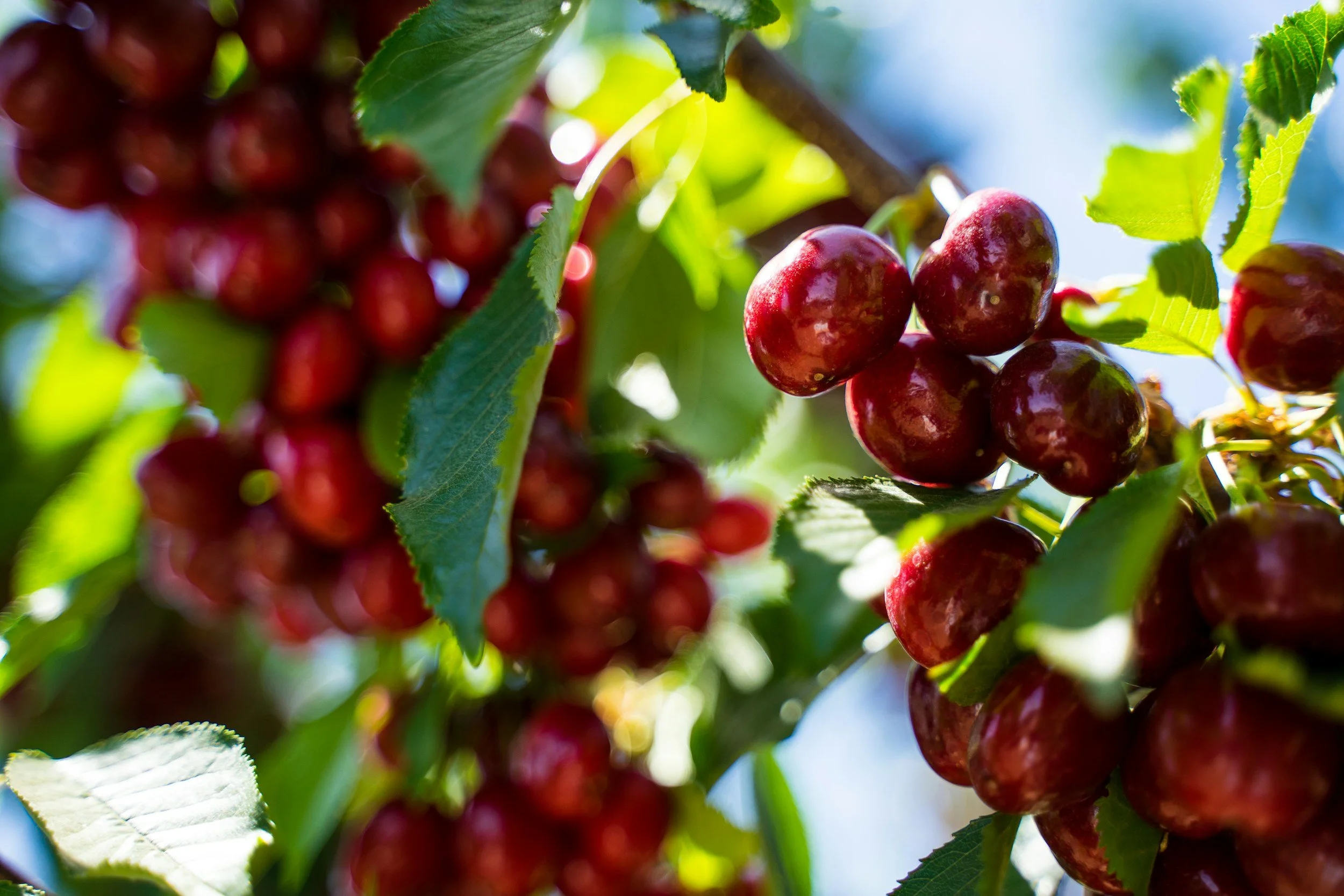 Bunches of ripe red cherries hanging on a cherry tree with green leaves, sunlight shining through.