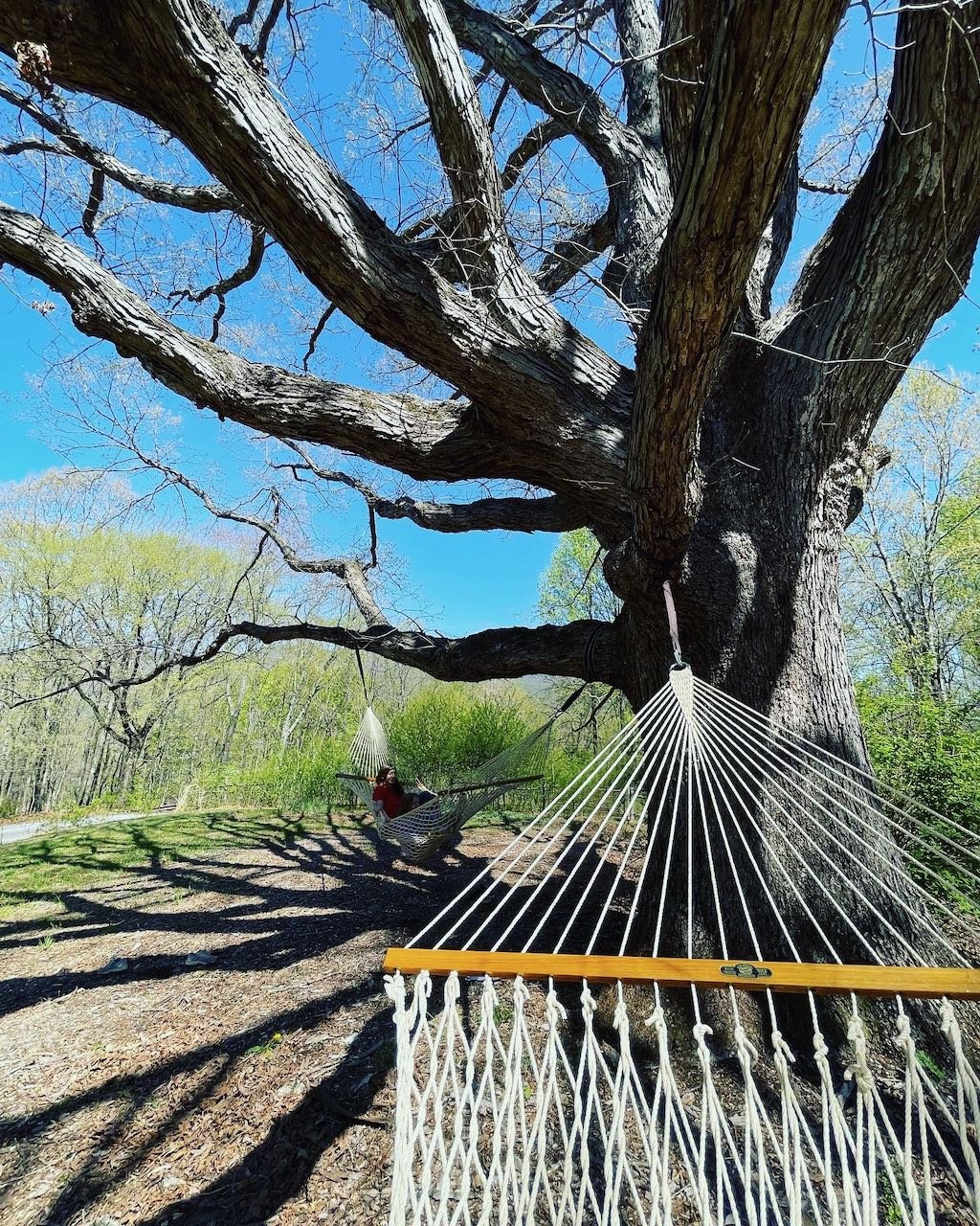 Person relaxing in a hammock hanging from a large tree outside on a sunny day.