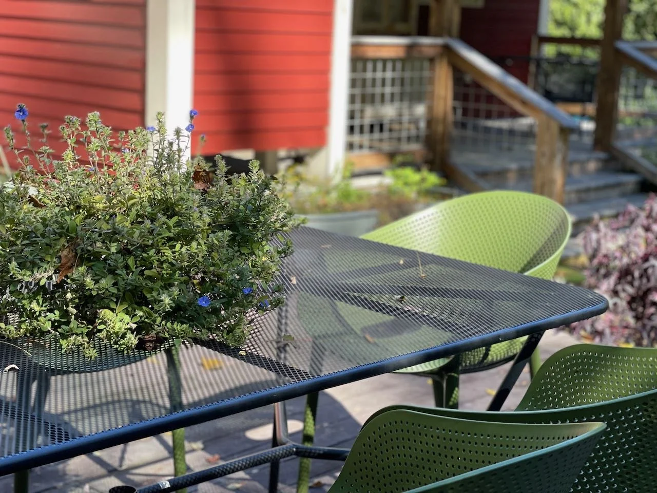 An outdoor patio table with a large potted plant with small blue flowers, surrounded by green chairs, with a red house and steps in the background.