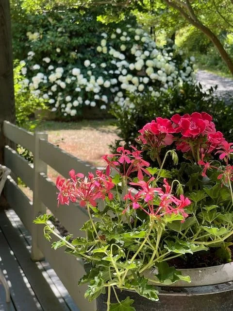 Pink and red geraniums in a pot on a porch railing, with a garden and white flowering bush in the background under a green tree.