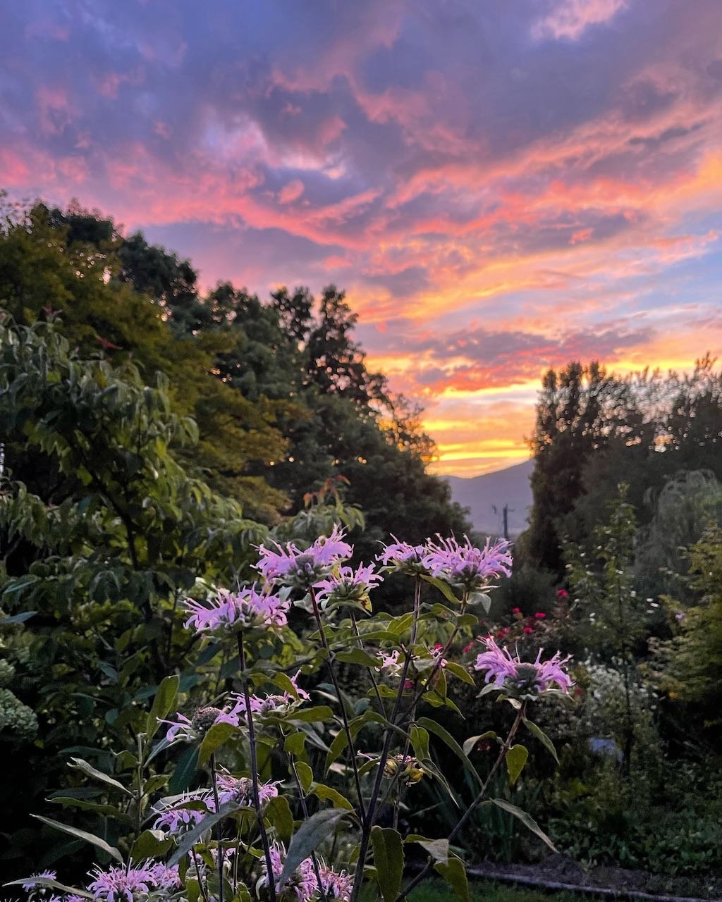 Colorful sunset sky over a lush garden with purple flowers in the foreground.