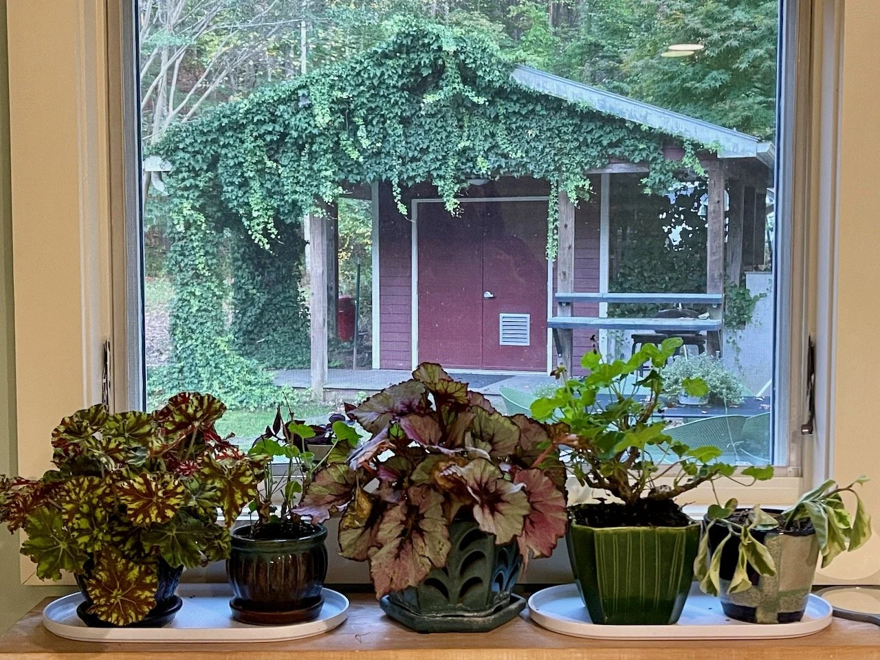 Four potted plants on a windowsill with a view of a backyard shed covered in greenery.