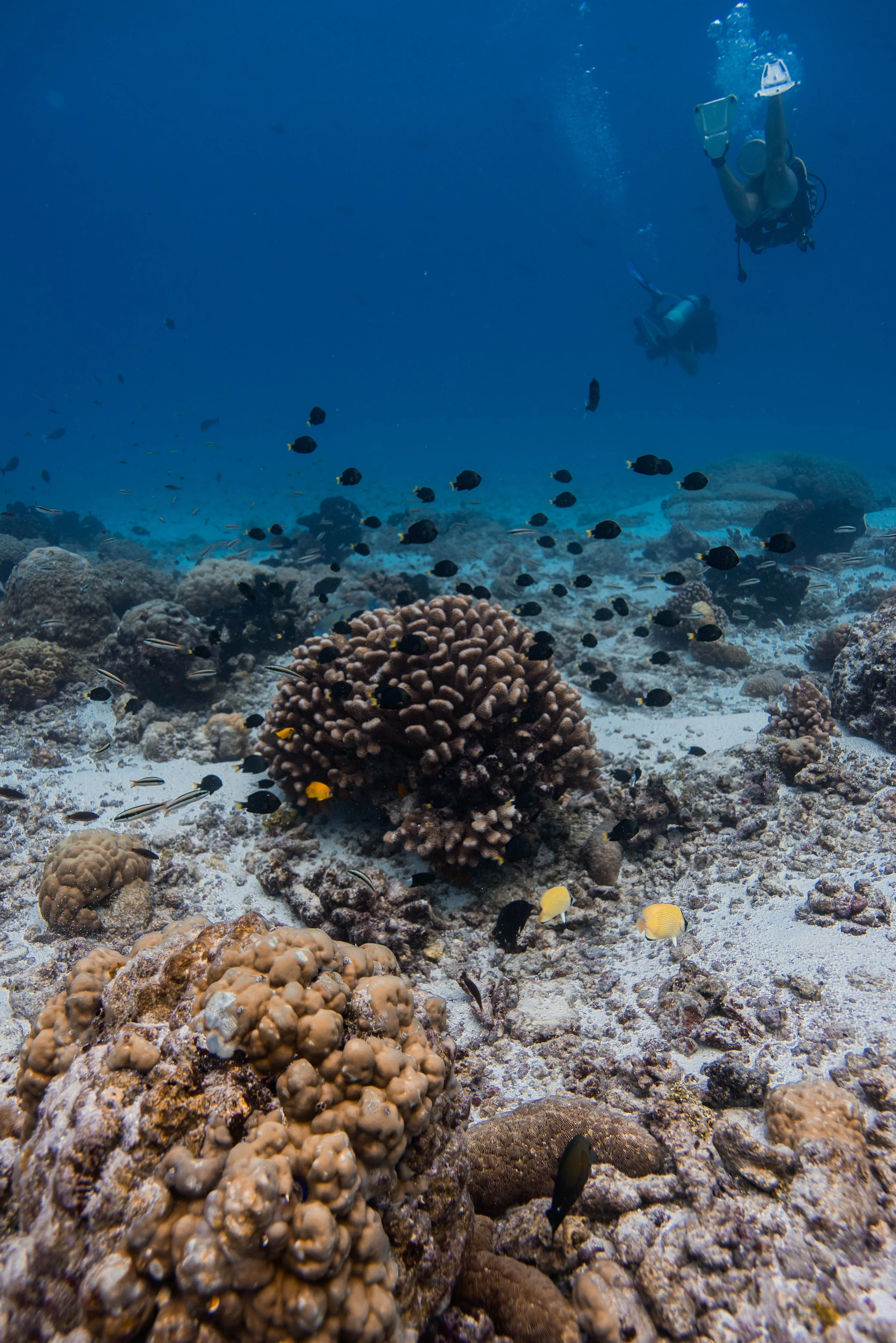Coral Reef Conservation Specialty