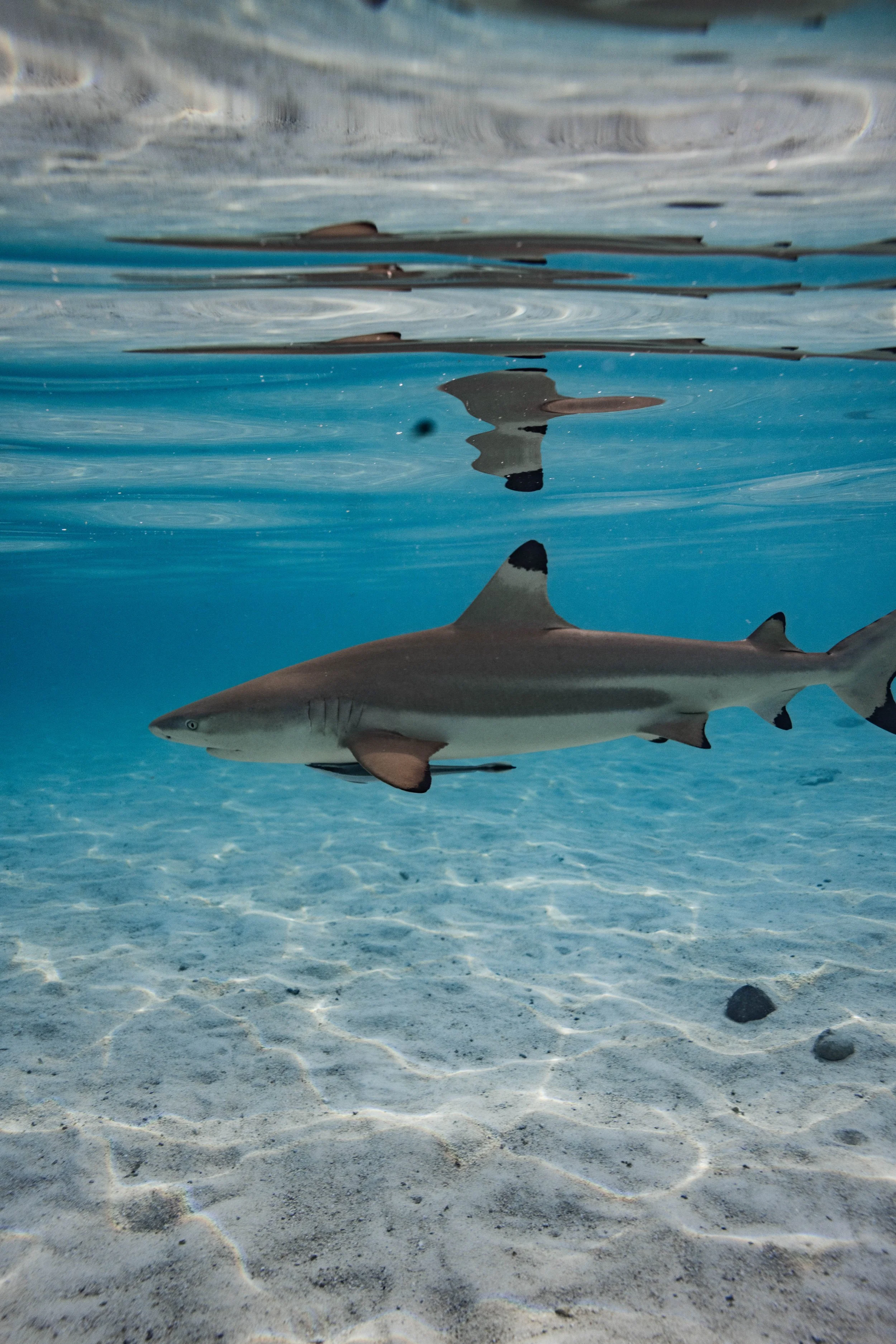 Rescue Diver Certification