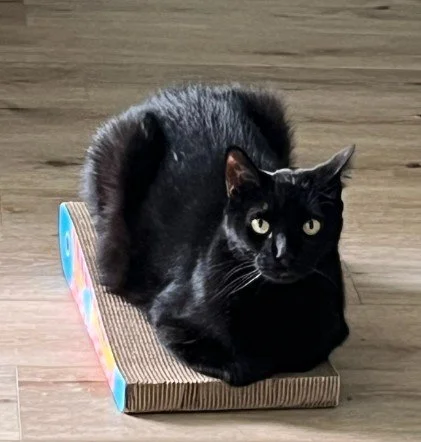 Black cat resting on a small cardboard scratching pad on a wooden floor.
