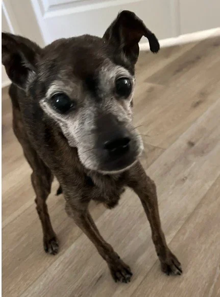 A small dog with a dark brindle coat and gray face, standing on a wooden floor, looking at the camera.