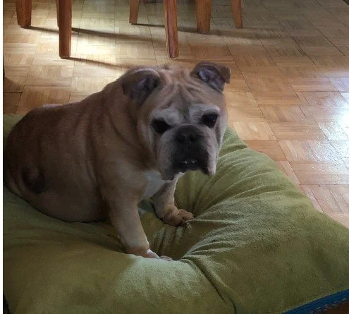 A small bulldog sitting on a person's leg, looking at the camera, indoors with wooden floor and furniture.