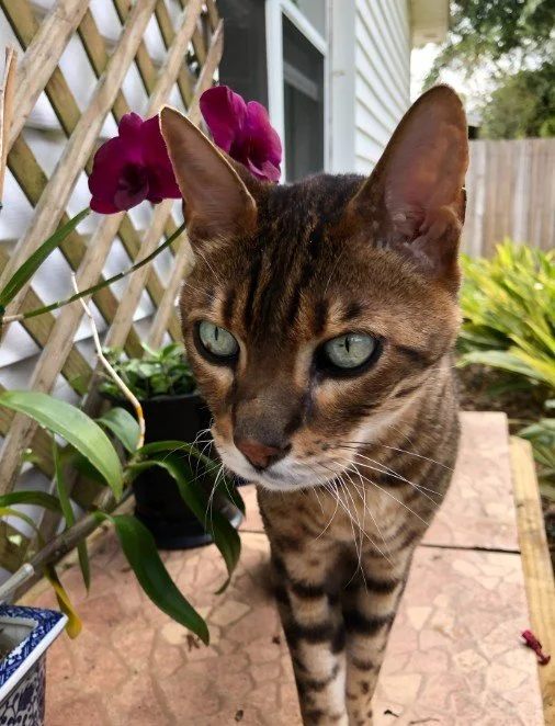 Close-up of a Bengal cat with blue-green eyes and spotted fur standing on a patio next to potted orchids and greenery.
