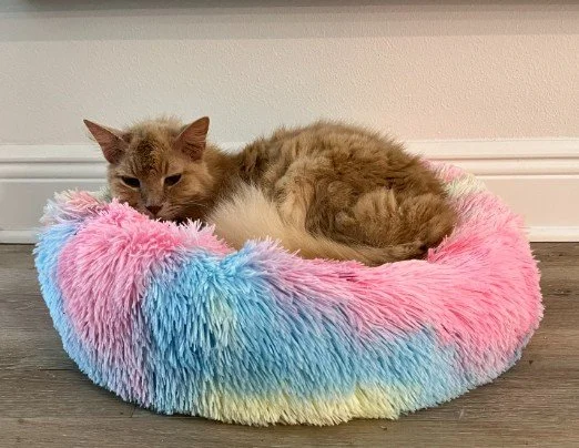 A cat resting in a colorful fluffy pink, blue, and yellow pet bed on a wooden floor, against a white wall.