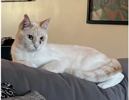 Cream-colored cat lying on a gray couch