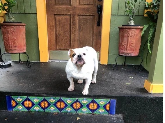 An adorable bulldog standing on a black porch in front of a wooden door, with potted plants on either side.