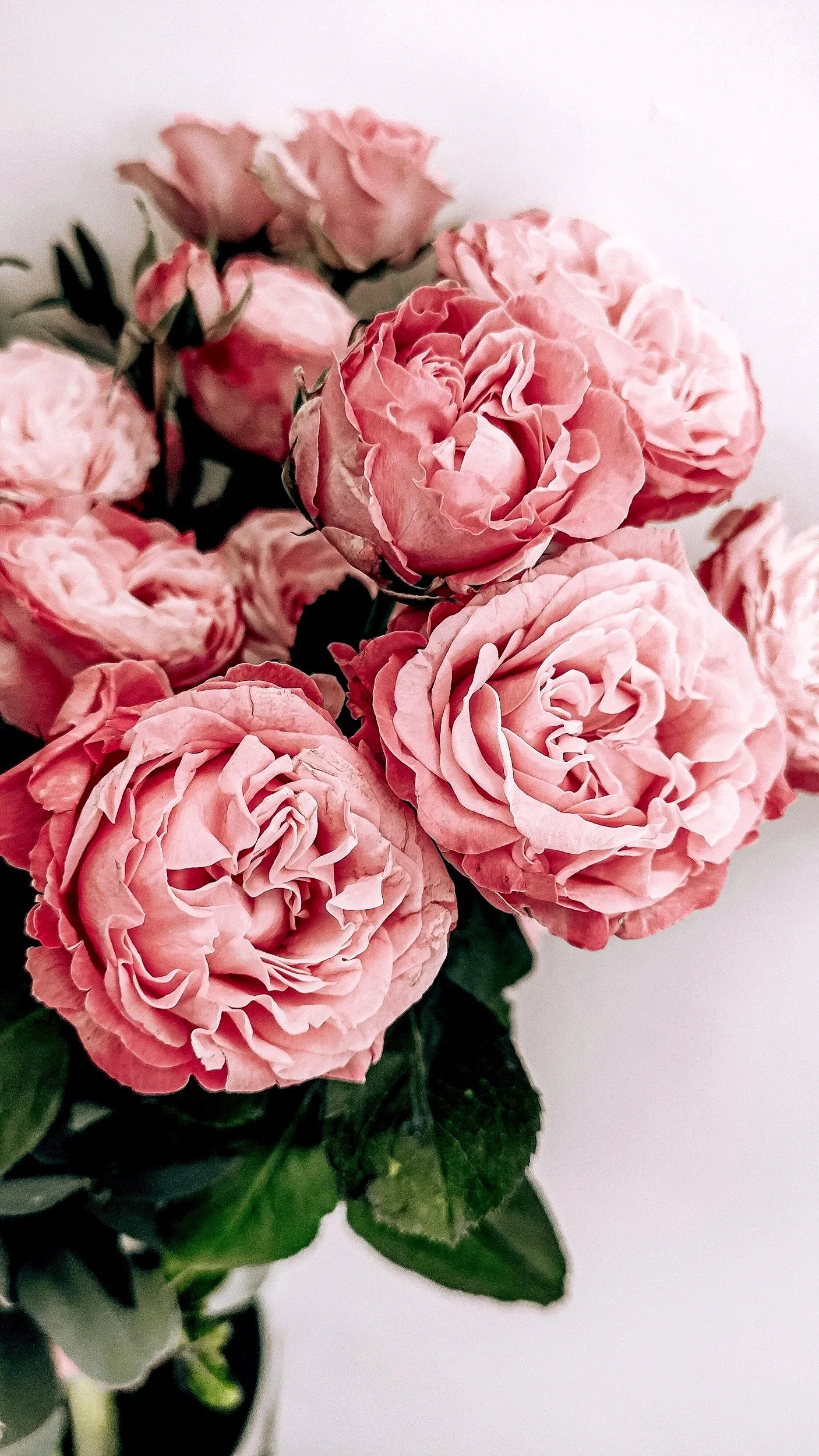Close-up of a bouquet of pink roses with green leaves against a plain white background.