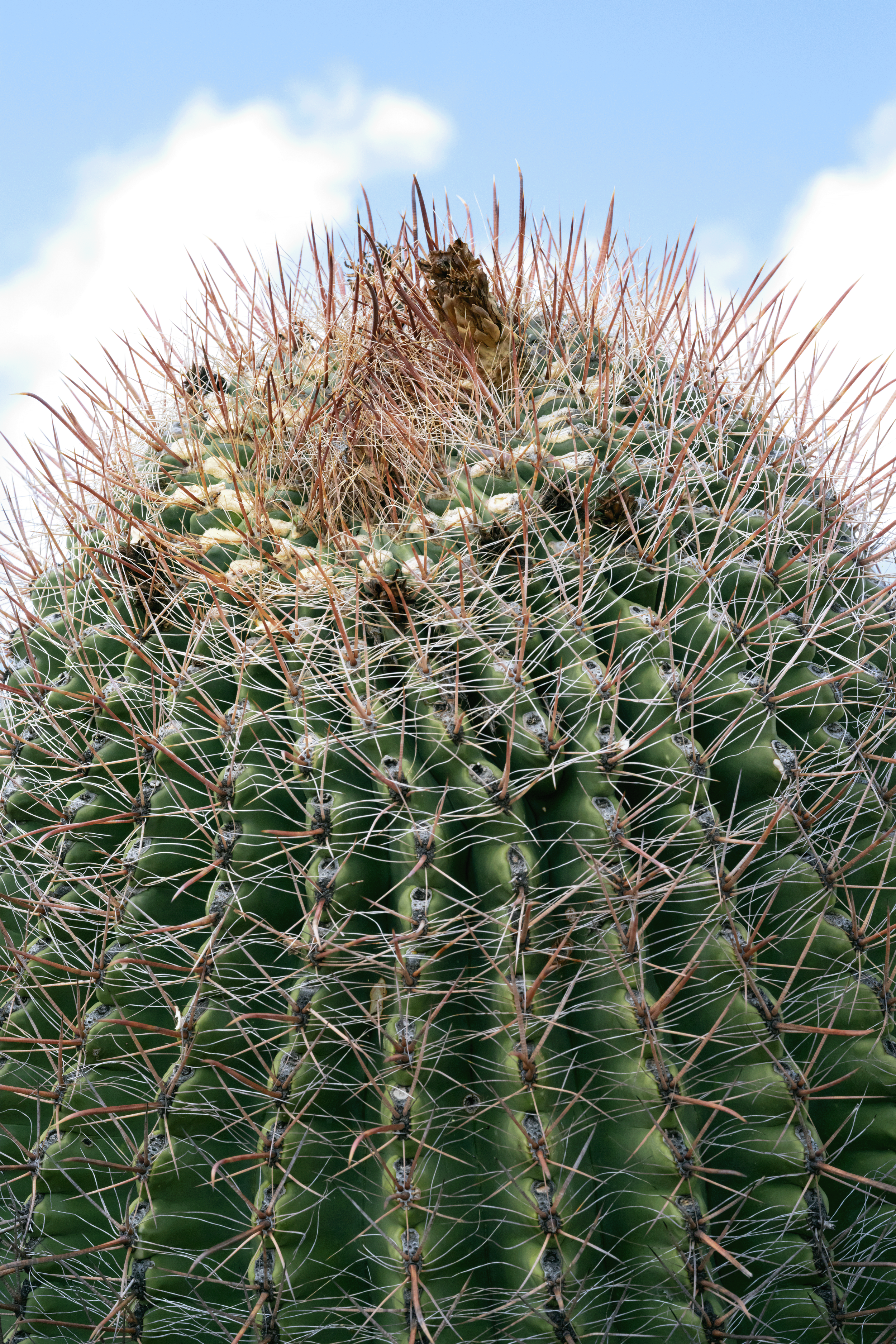 Saguaro Top