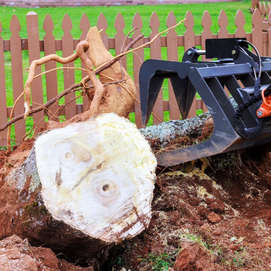 A tree being cut down with a heavy-duty backhoe attachment, showing a large tree stump and roots, in a yard with a brown wooden fence and green grass in the background.