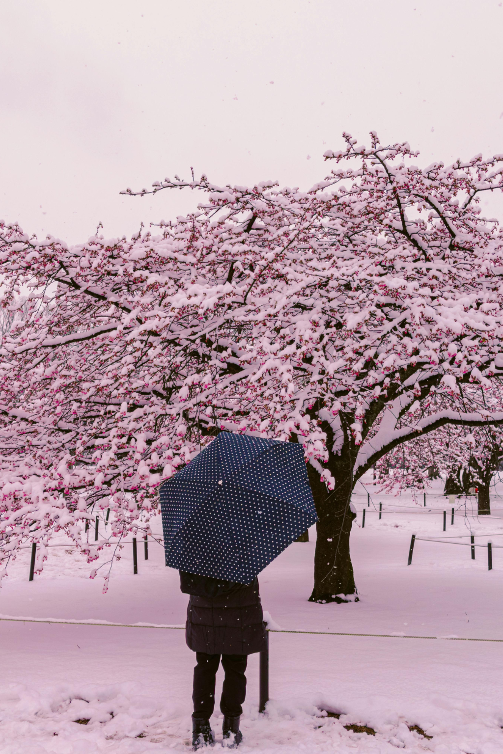Person standing in snow holding a polka-dotted umbrella under a pink, snow-covered cherry blossom tree.