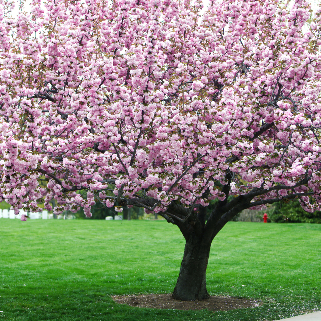 Pink flowering tree with lush green grass lawn underneath in a park setting.